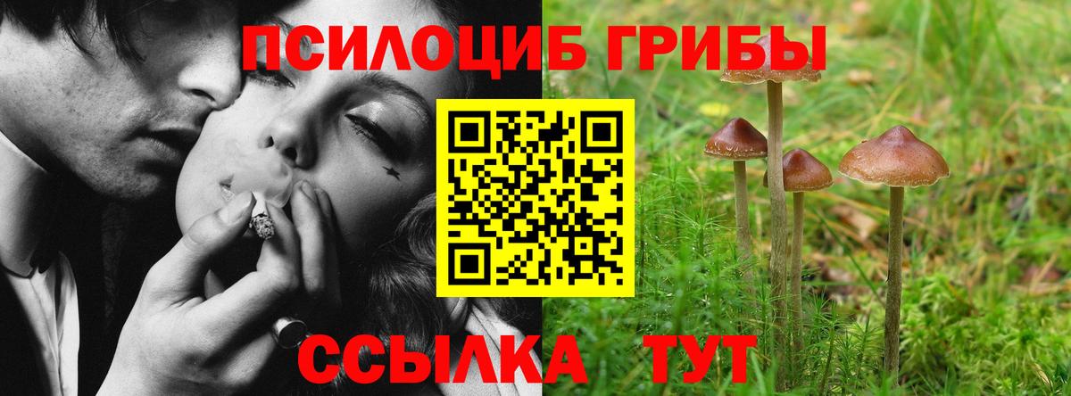 Галлюциногенные грибы Psilocybine cubensis Саянск